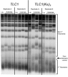 Figure 3—figure supplement 1.