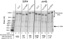 Figure 3—figure supplement 2.