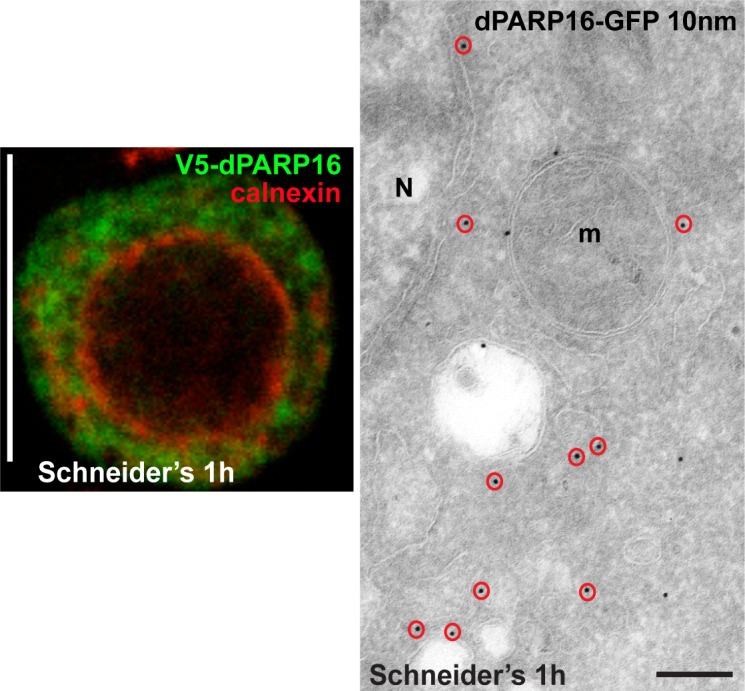 Figure 3—figure supplement 4.