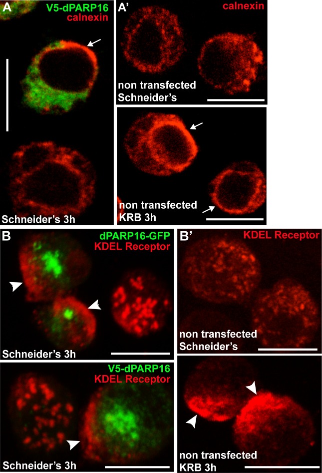 Figure 3—figure supplement 5.