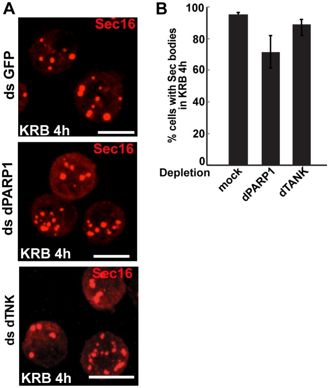 Figure 4—figure supplement 1.