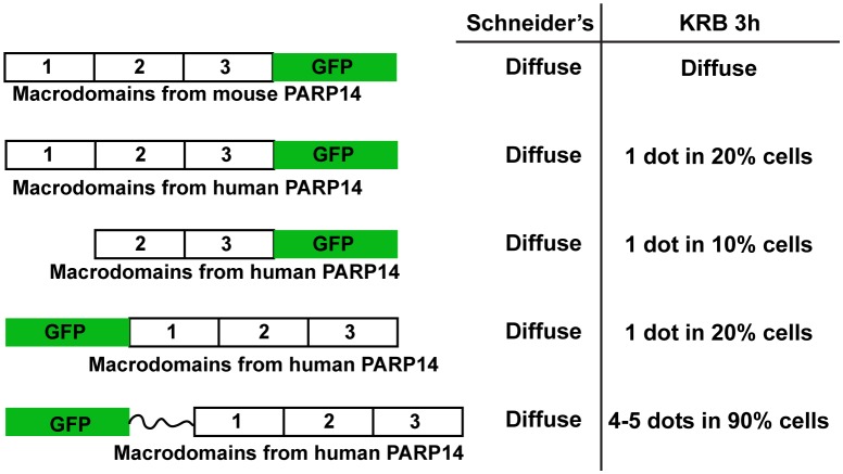 Figure 2—figure supplement 1.