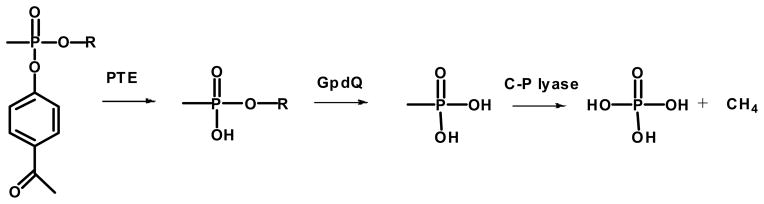 Scheme 5