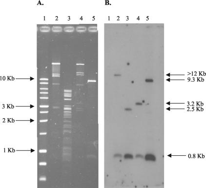 FIG. 1.