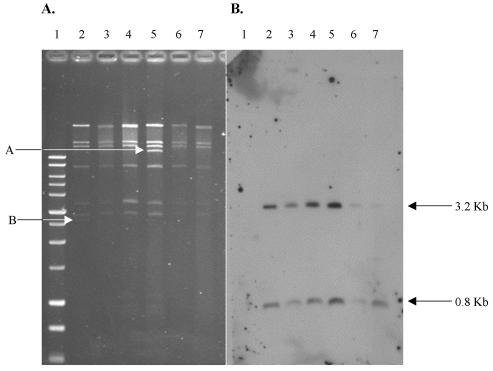 FIG. 3.