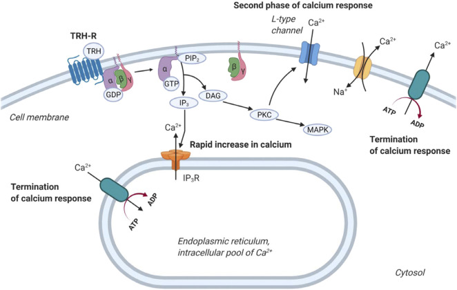 FIGURE 3