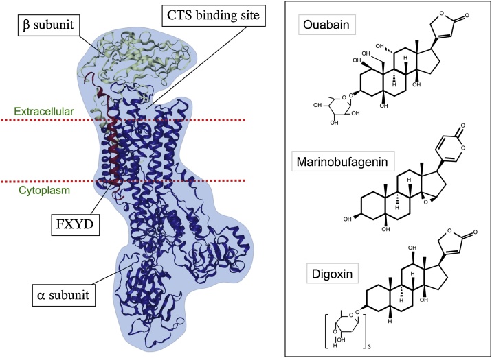 Fig. 1