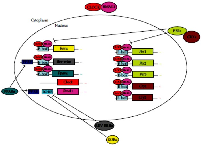 Fig. 2: