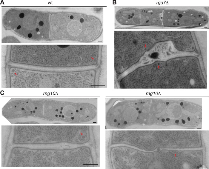 FIGURE 6: