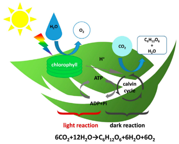 Figure 25