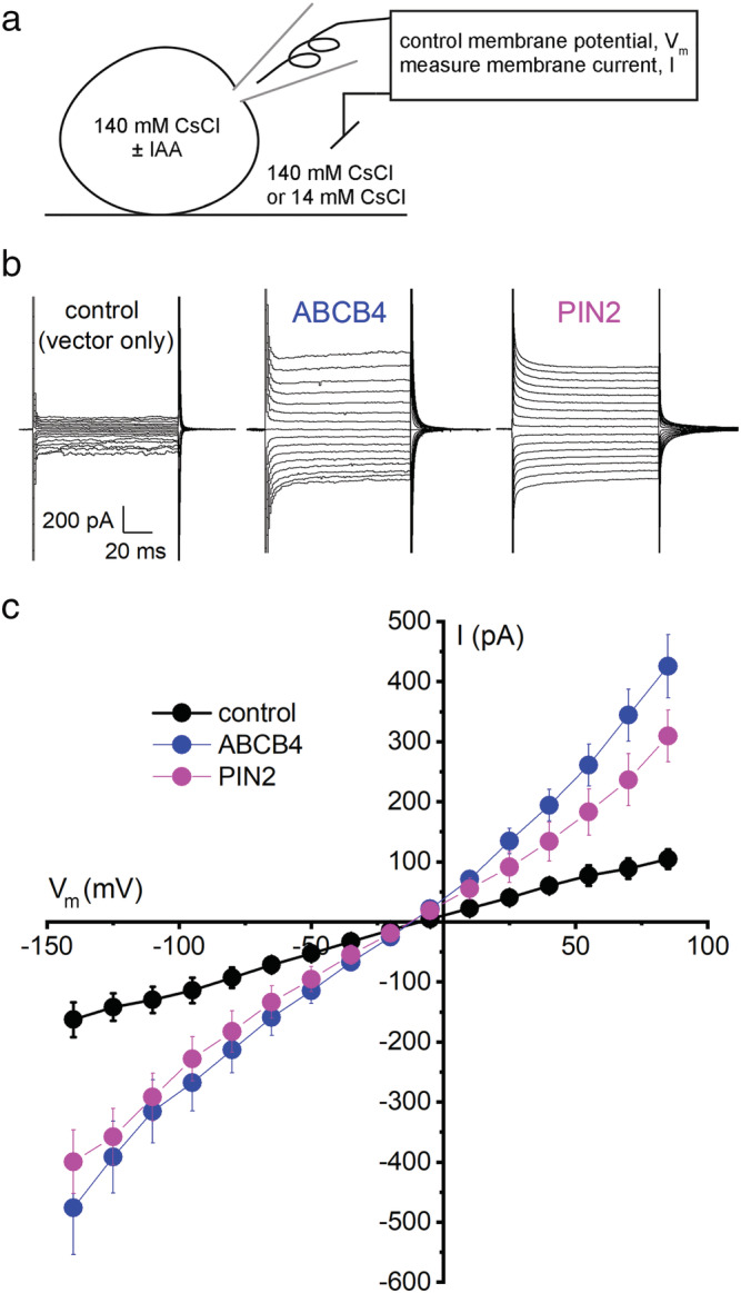 FIGURE 1