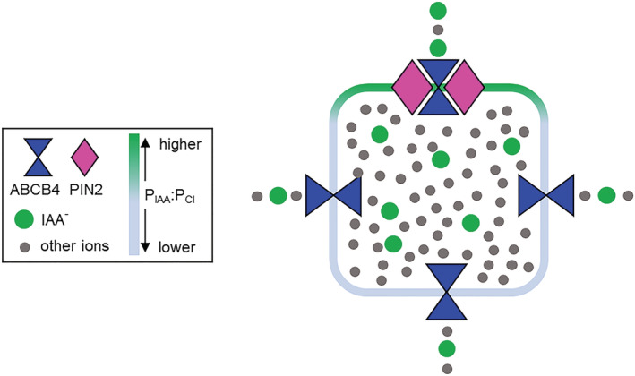 FIGURE 7