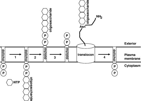 FIG. 2.