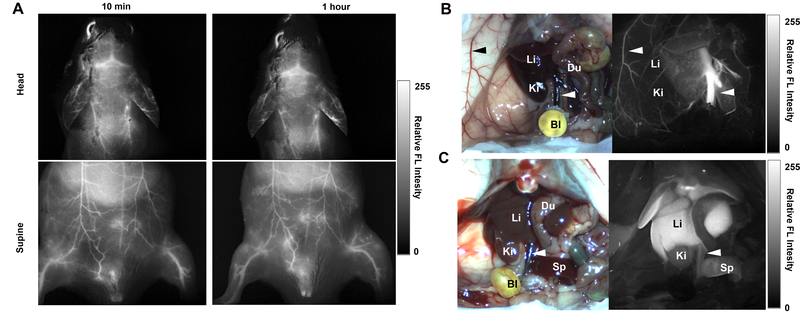 Fig 6.