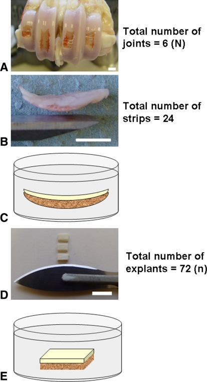 Fig. 1A–E