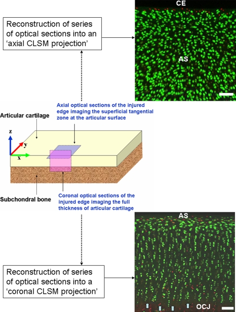 Fig. 2