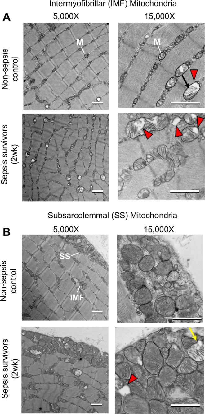 Figure 4—figure supplement 1.