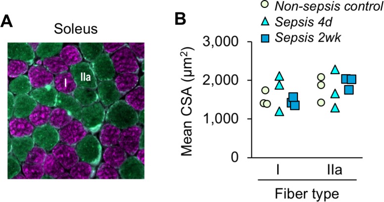 Figure 3—figure supplement 2.