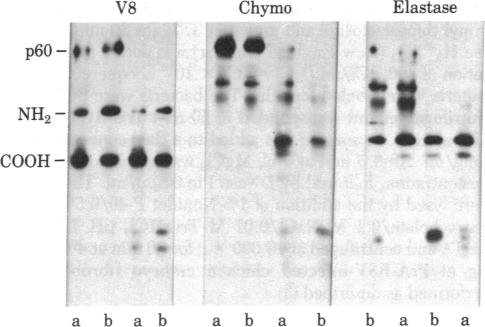 graphic file with name pnas00446-0024-a.jpg