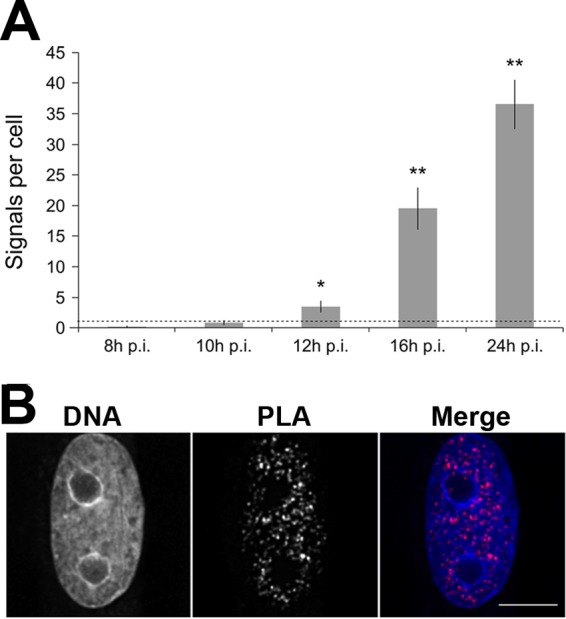 FIG 2