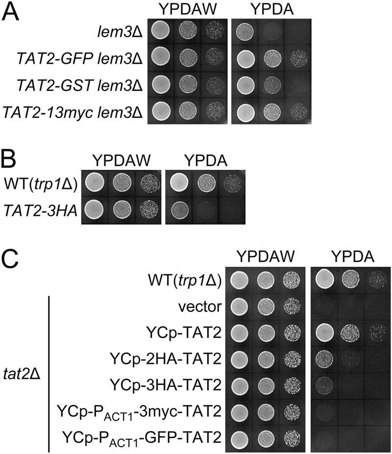 FIGURE 2.