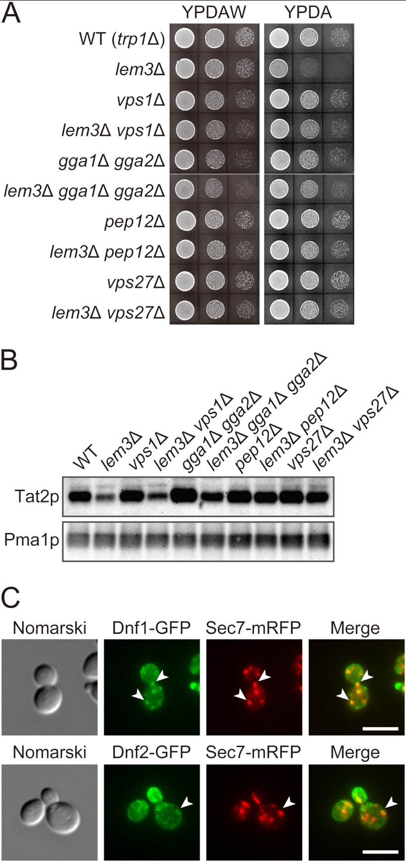 FIGURE 4.