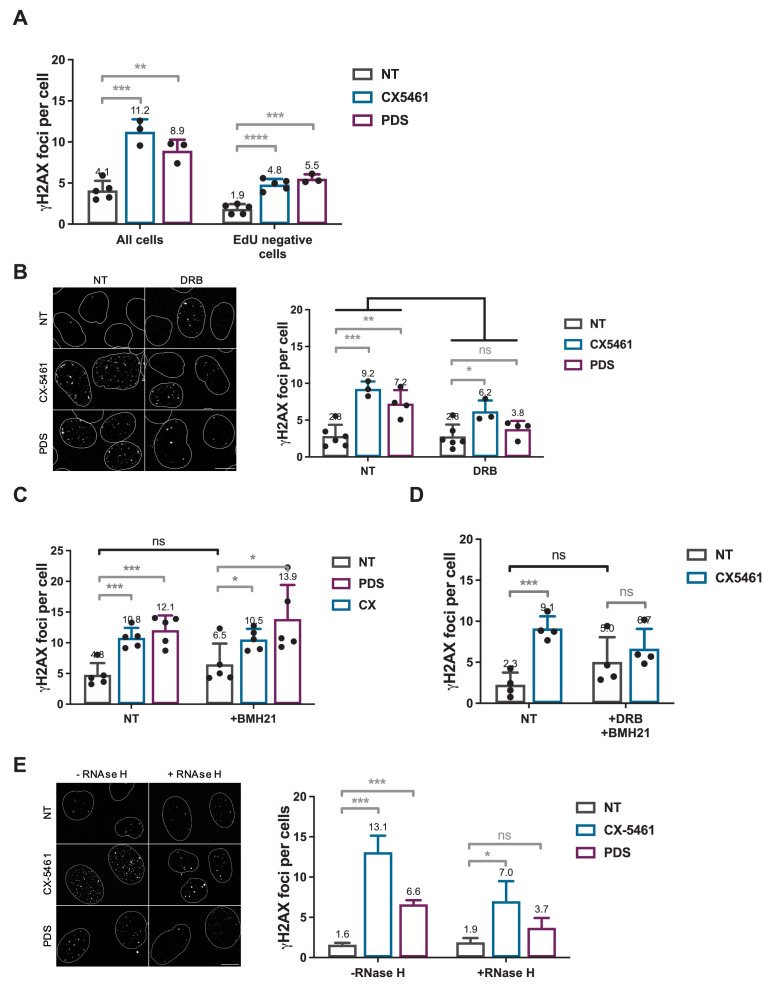 Figure 5—figure supplement 1.