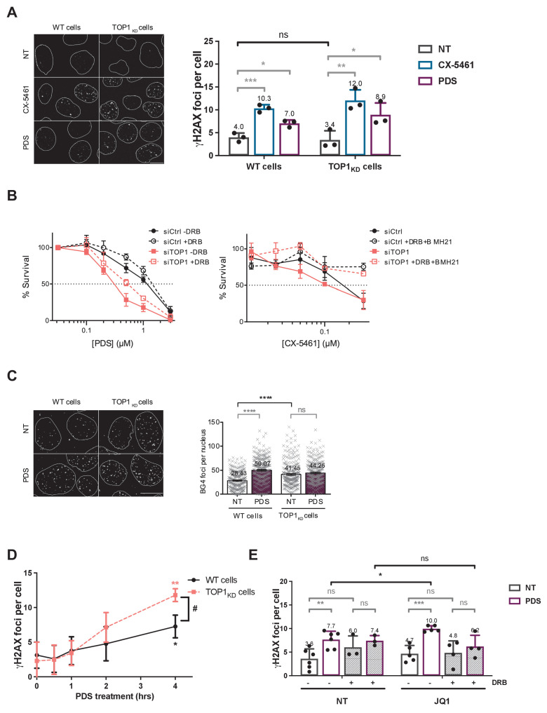 Figure 6—figure supplement 1.