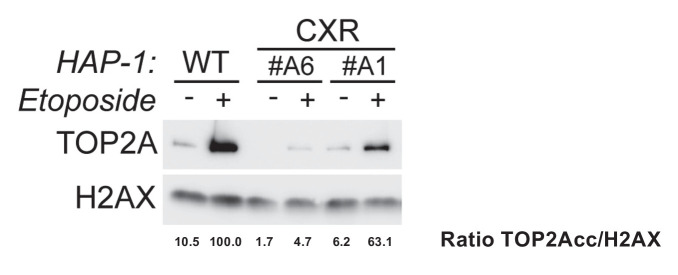 Figure 2—figure supplement 1.