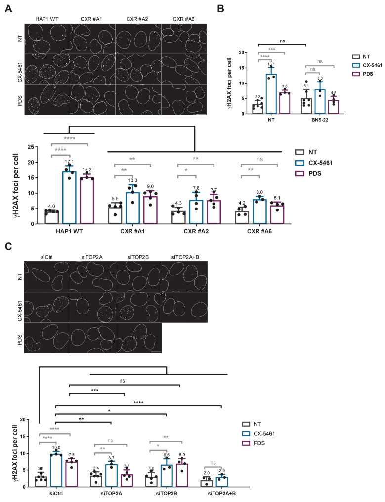 Figure 3—figure supplement 1.