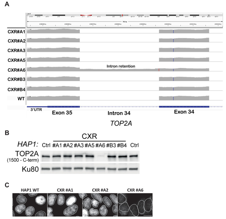 Figure 1—figure supplement 1.