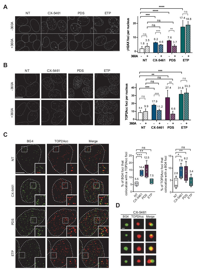 Figure 4—figure supplement 1.