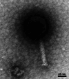 FIG. 2.
