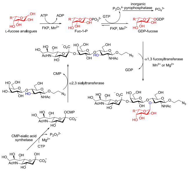 Scheme 1