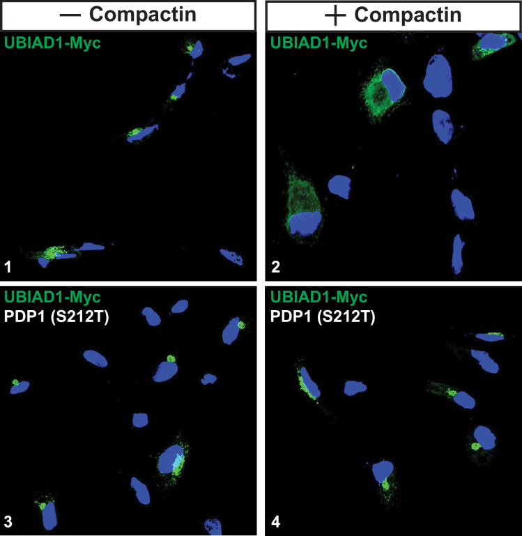 Figure 2—figure supplement 1.