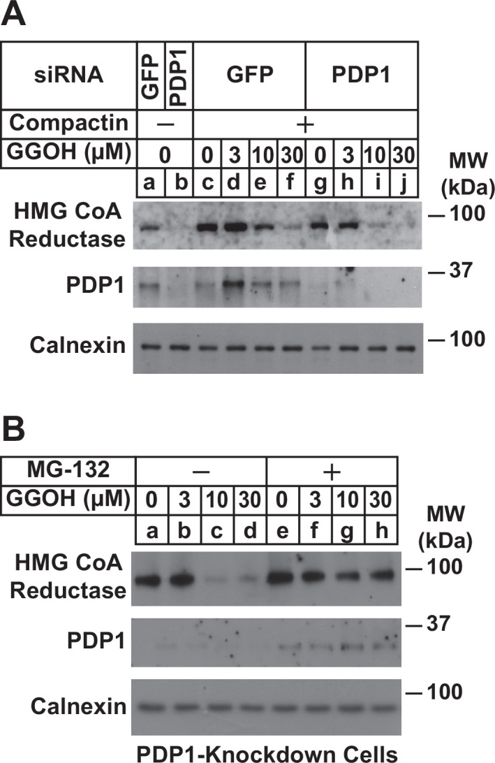 Figure 3—figure supplement 1.