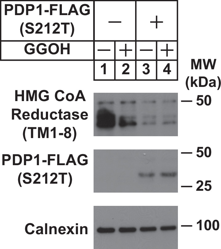 Figure 1—figure supplement 1.