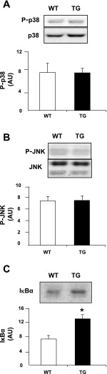 Fig. 8.