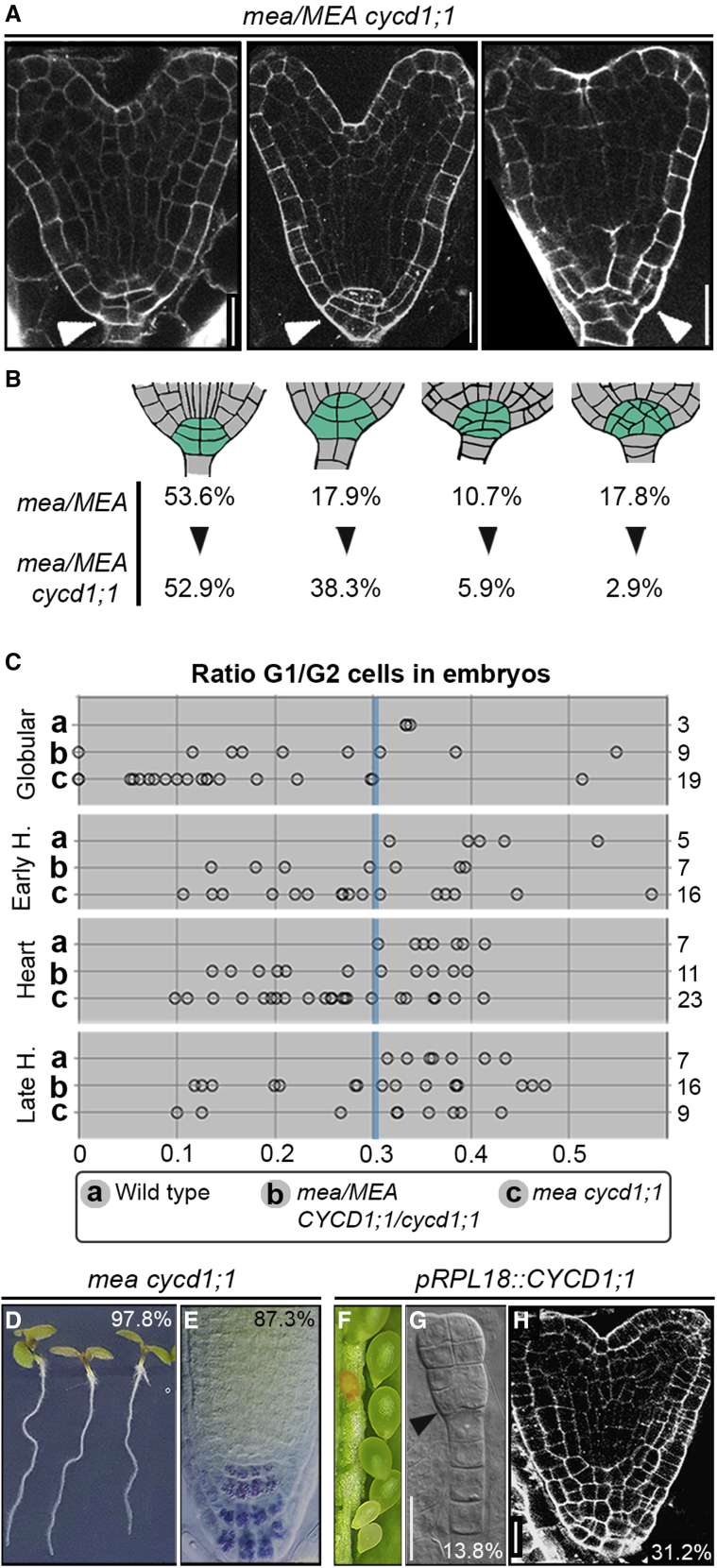 Figure 6