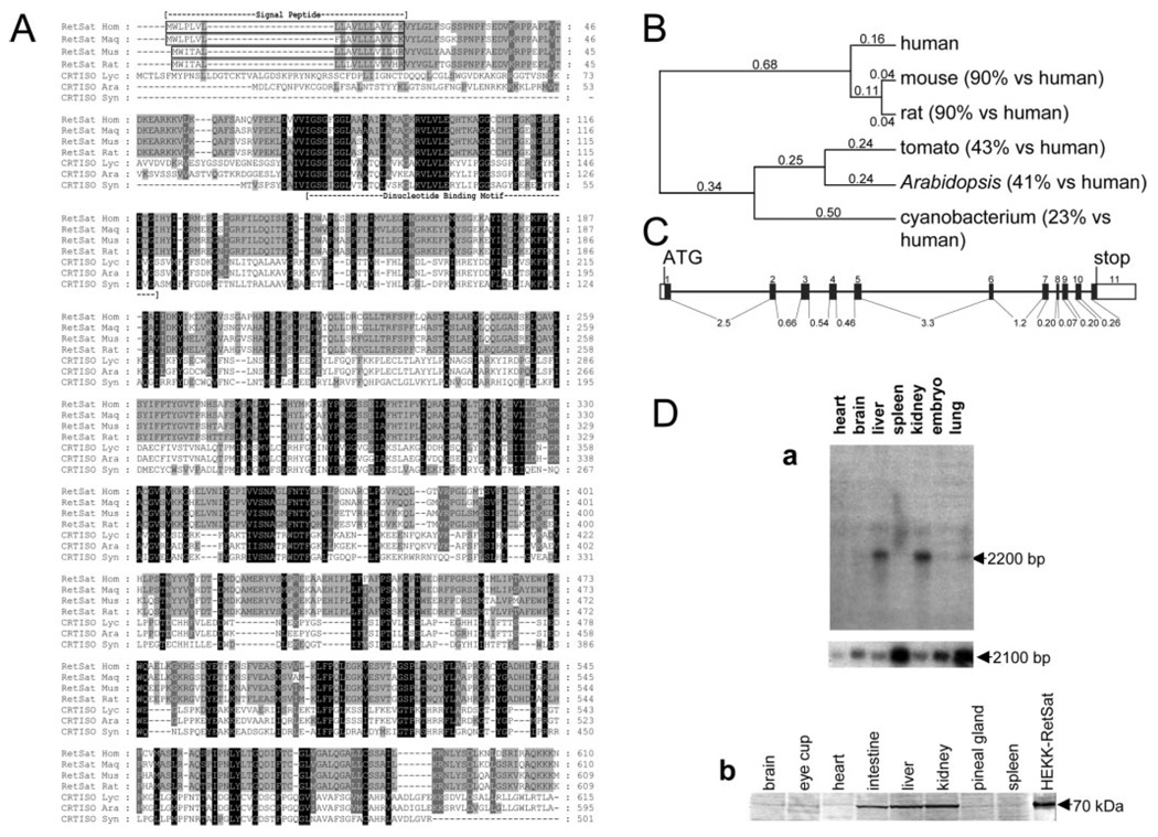 FIG. 1