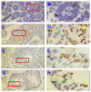 Figure 6. Immunohistochemistry results of spermatogenesis–associated protein 3 in the testes of BALB / c mice. (A) General expression pattern in the testicular tissue of 2 – week – old mice. (B) The i...