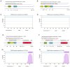 Figure 3. Domains, families and other features of SPATA3 isoforms. Schematic representation of domains, families and featur es in (A) SPATA3–I1. (B) Schematic representation of domains, families, and ...