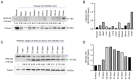 Figure 5. Western blot analysis of tissue–specific and stage–specific SPATA3 protein expression. (A) SPATA3 protein expression in various tissues of BALB / c mice and (B) semi–quantitative analysis. (...