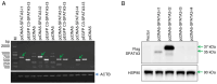 Figure 1. RT–PCR and western blotting results for SPATA3 isoform expression in HeLa cells transfected with pcDNA5 or pEGFP–C3 vectors containing SPATA3 isoforms. (A) RT–PCR analysis of SPATA3 isoform ...
