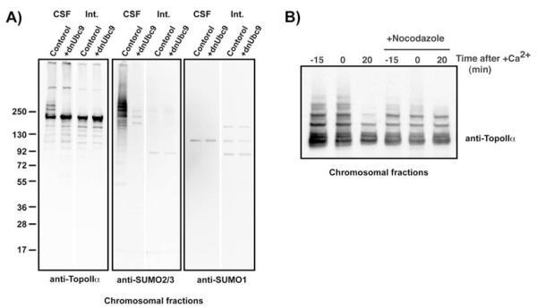 Fig. 17.2