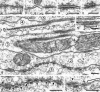 Fig. 10