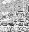 Fig. 11