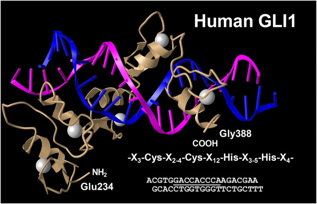 FIGURE 9