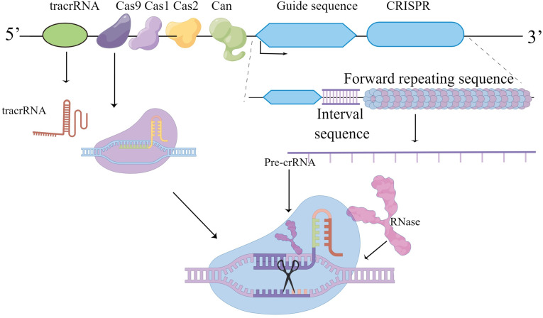 Figure 2