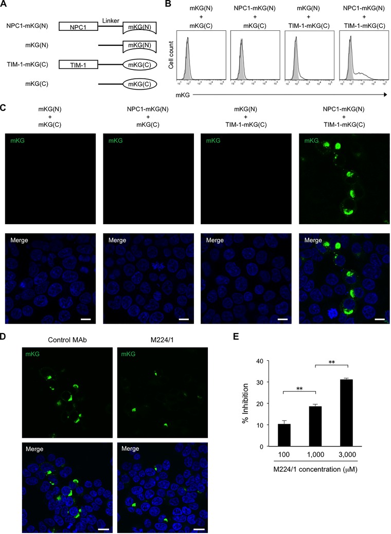 FIG 6